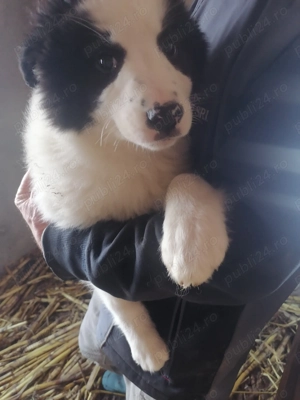 2 fetite de ciobănesc de Bucovina în  - imagine 2