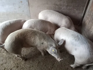 soldani de vînare - imagine 4