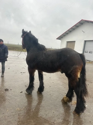 cai de vanzare - imagine 4