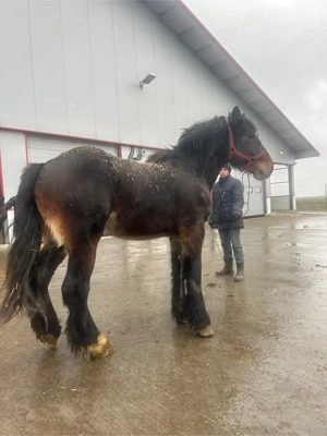 cai de vanzare - imagine 3