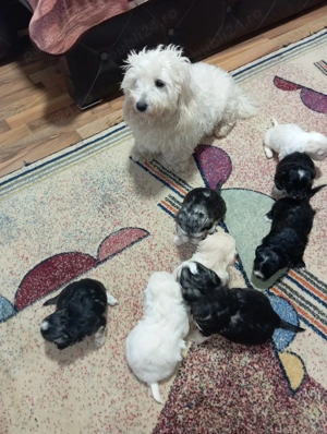 Căței bishon  - imagine 5