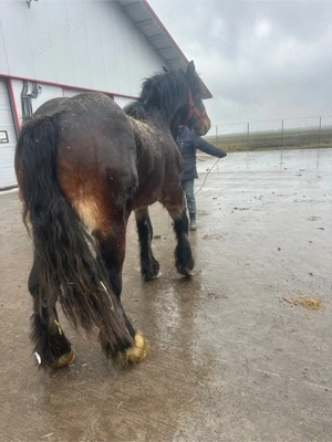 cai de vanzare - imagine 2