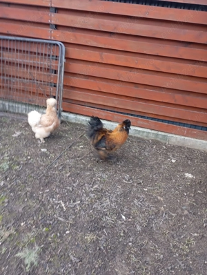 Pereche matase japoneza - imagine 4