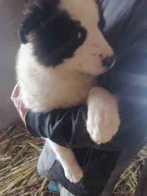 2 fetite de ciobănesc de Bucovina în  - imagine 5