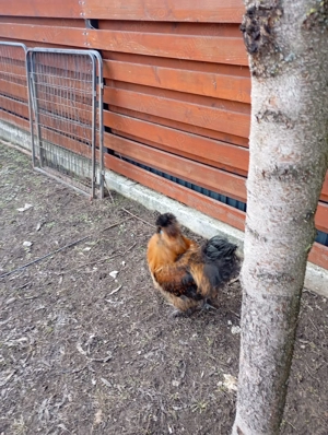 Pereche matase japoneza - imagine 2