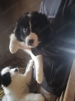 2 fetite de ciobănesc de Bucovina în  - imagine 3