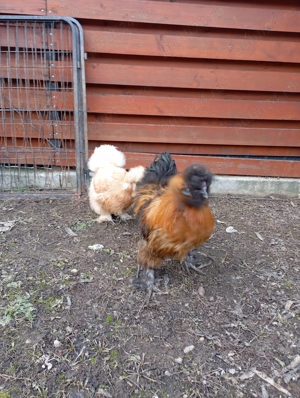 Pereche matase japoneza