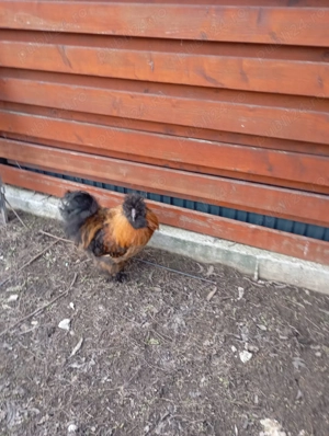 Pereche matase japoneza - imagine 3