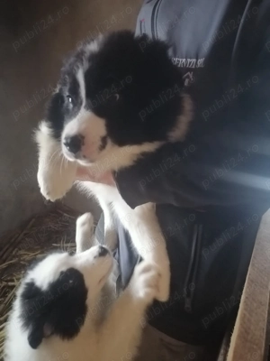 2 fetite de ciobănesc de Bucovina în  - imagine 4