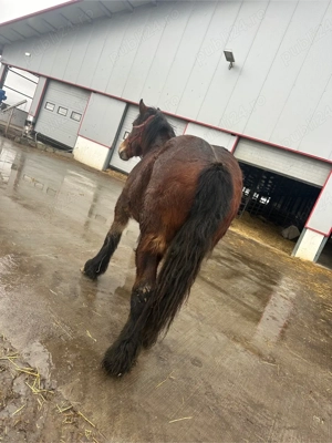 cai de vanzare - imagine 3