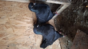 Porumbei kingi de vanzare  - imagine 2