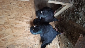 Porumbei kingi de vanzare  - imagine 3