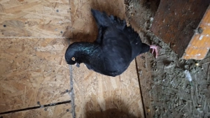 Porumbei kingi de vanzare  - imagine 4