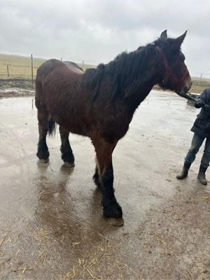 cai de vanzare - imagine 5