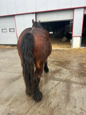 cai de vanzare - imagine 4