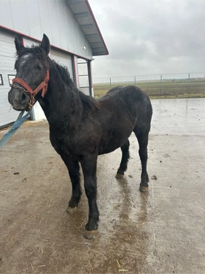 cai de vanzare - imagine 3