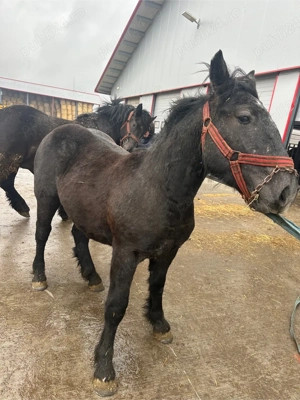 cai de vanzare - imagine 2