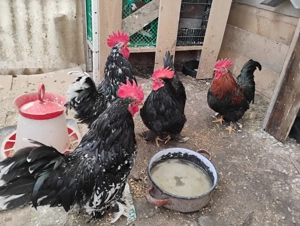 Cocosi de talie mica