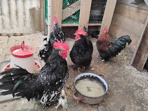 Cocosi de talie mica - imagine 2