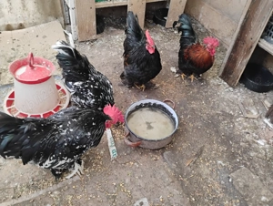 Cocosi de talie mica - imagine 3