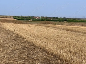 teren intravilan, Poiana, Ovidiu- Constanta  - imagine 3