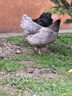 Gaini Australorp albastru - imagine 2