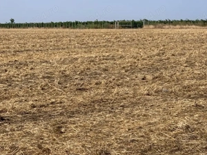 teren intravilan, Poiana, Ovidiu- Constanta  - imagine 6