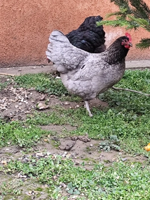 Gaini Australorp albastru