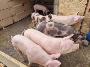 Vand porci 60 - 80 kg - imagine 4