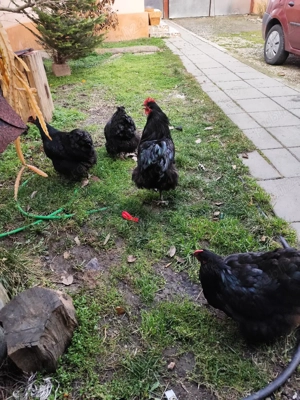 Gaini Orpinghton - imagine 3