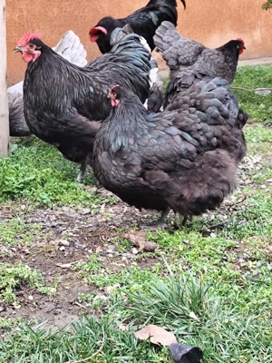 Gaini Orpinghton - imagine 4