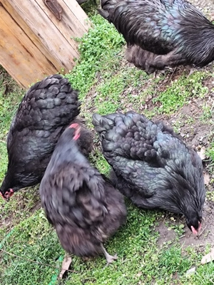 Gaini Orpinghton - imagine 2