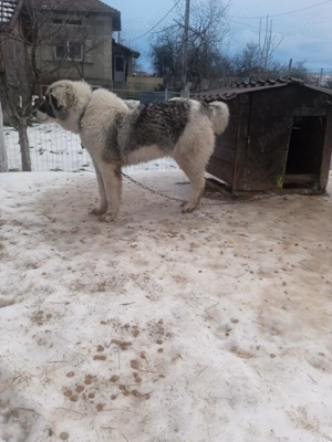 Vând caine ciobanesc de bucovina
