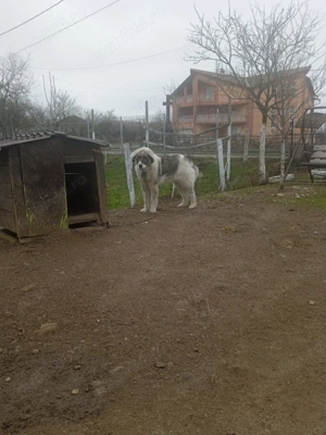 Vând caine ciobanesc de bucovina - imagine 2