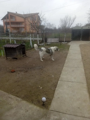 Vând caine ciobanesc de bucovina - imagine 3