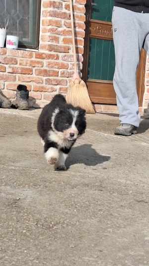 Vând pui border collie - imagine 2