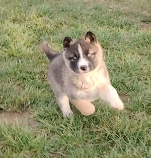 OCAZIE ! O superba catelusa Husky - imagine 3