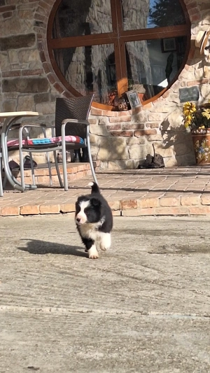 Vând pui border collie - imagine 3