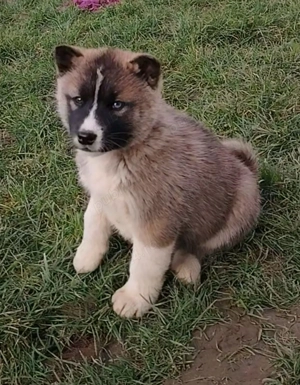 OCAZIE ! O superba catelusa Husky - imagine 4