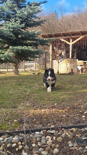 Vând pui border collie - imagine 4