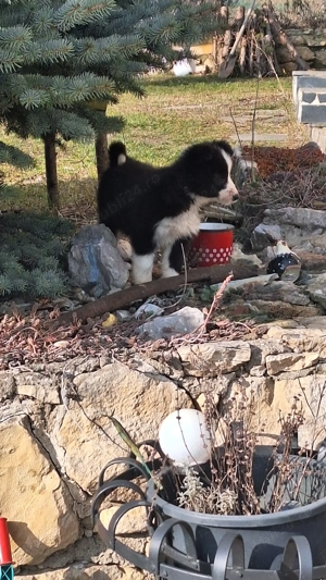 Vând pui border collie - imagine 5