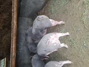 Vând porci petreni - imagine 3