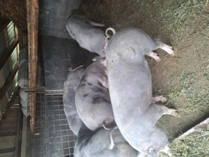 Vând porci petreni - imagine 2