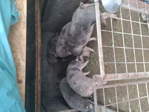 Vând porci petreni - imagine 4