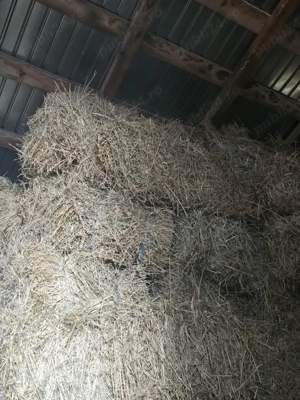 baloti lucerna  - imagine 5