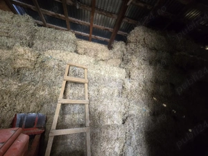 baloti lucerna  - imagine 3