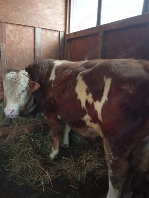 Taur bălțat,2 ani și 2 luni, greutate 850-900kg,mama fiică din Humpert și tata Manigo  - imagine 2