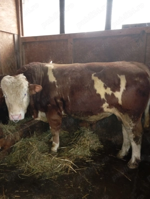 Taur bălțat,2 ani și 2 luni, greutate 850-900kg,mama fiică din Humpert și tata Manigo 