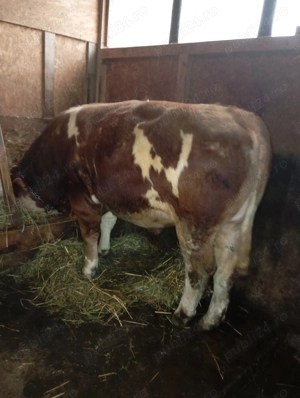 Taur bălțat,2 ani și 2 luni, greutate 850-900kg,mama fiică din Humpert și tata Manigo  - imagine 3