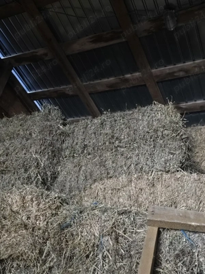 baloti lucerna  - imagine 4